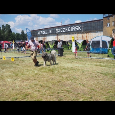 IDS SZCZECIN'19 - VALKYRIA - NAJLEPSZA DOROSŁA SUKA, ZWYCIĘZCA RASY, CWC, CACIB
